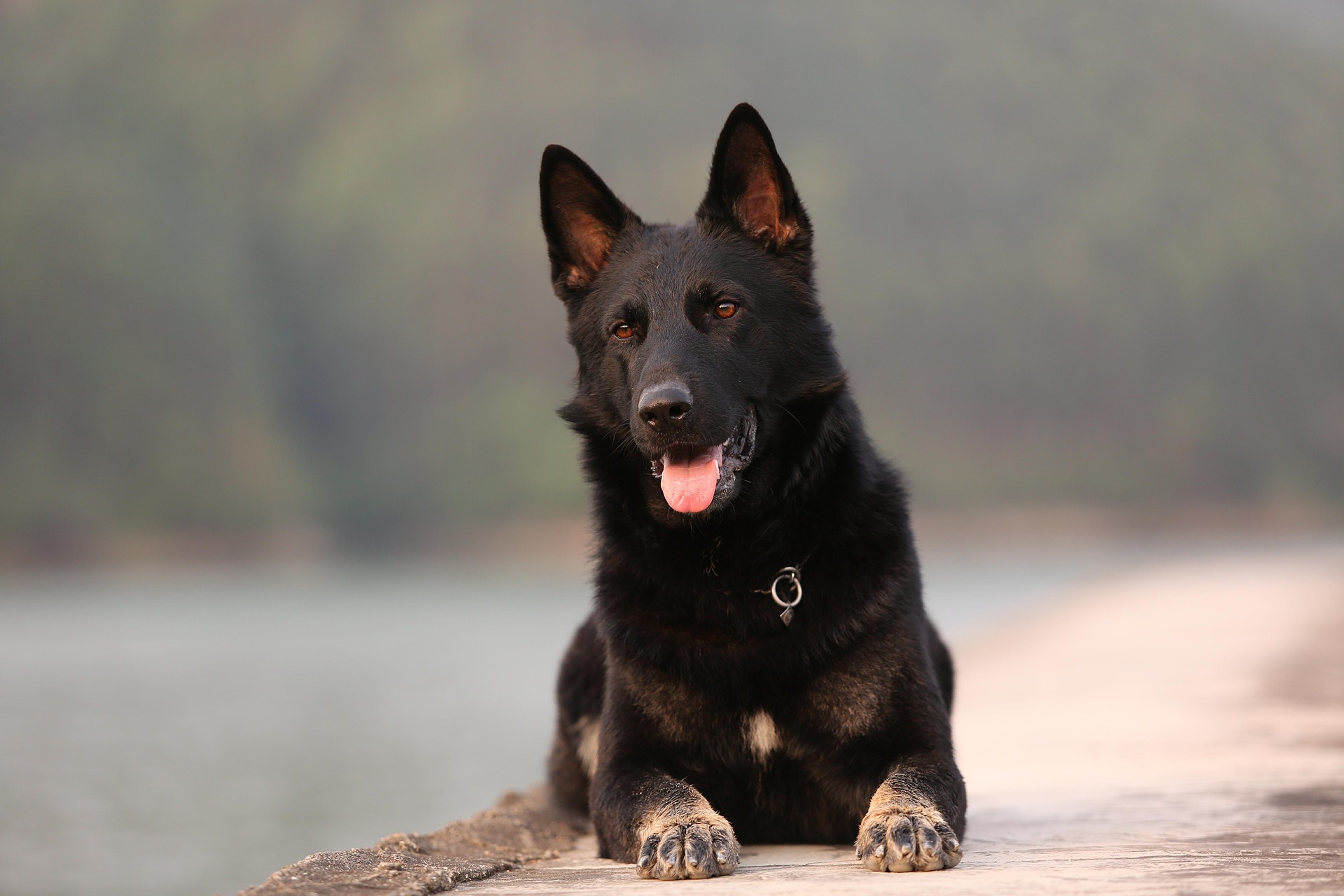 Serman Shepherd Dog