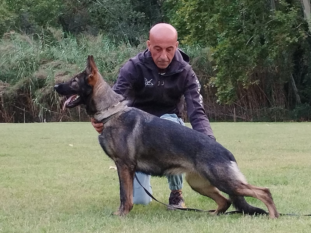 Cachorros de Pastor Alemán K9 recomendados para familias y trabajo