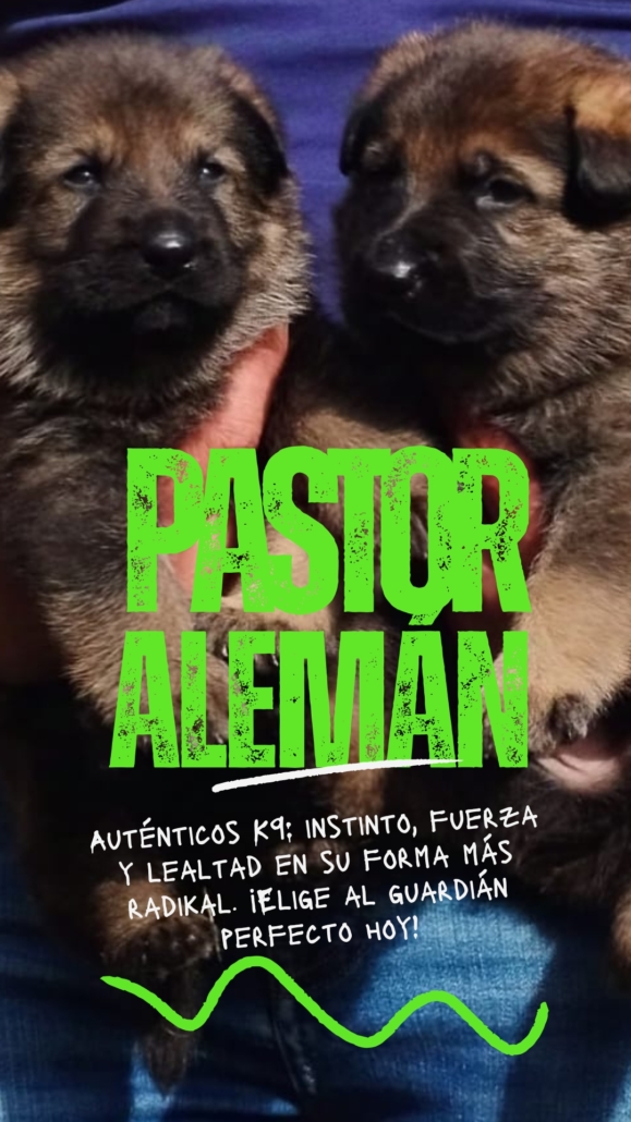 Cachorros de Pastor Alemán K9 en proceso de socialización y entrenamiento